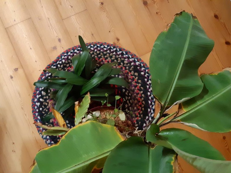 DIY Teppich aus aneinander gesteppten Flechtschnüren mit Zimmerpflanzen.